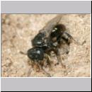 Oxybelus bipunctatus - Fliegenspiesswespe w21c 6mm beim Nestverschluss - Sandgrube Niedringhaussee.jpg